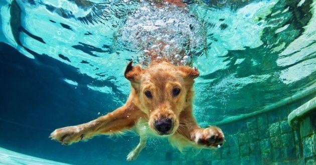 Comment prendre soin de votre chien pendant les vagues de chaleur ? - www.kat-shop.be