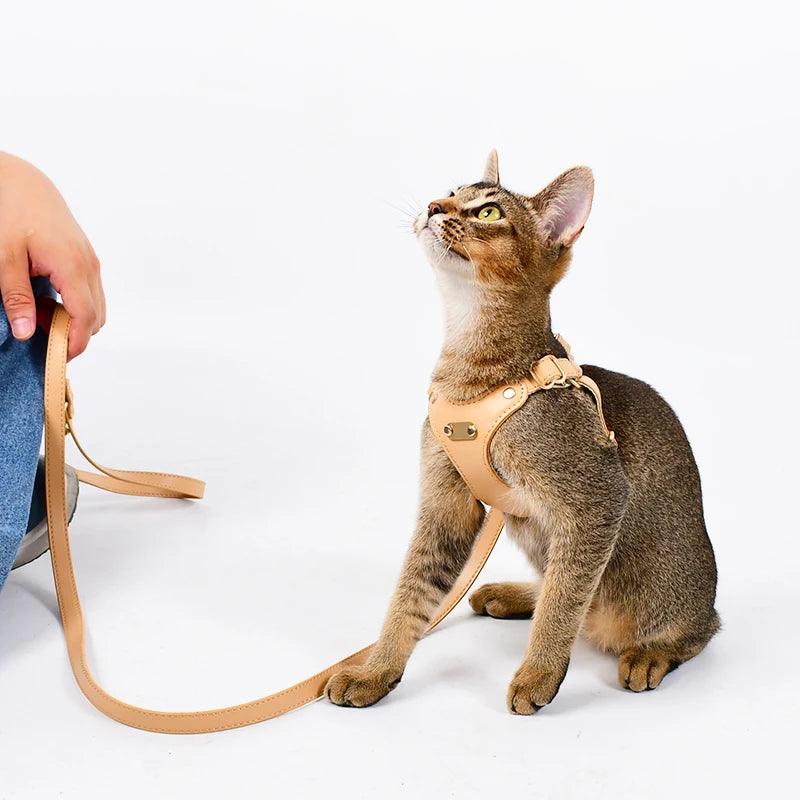 Collier et harnais pour chat, en cuir - Animalerie en ligne Kat-Shop